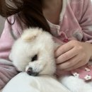 행복만줄개 이미지