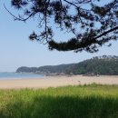 초원 숲속 야영장 | 태안 캠핑장 구름포숲속야영장 후기, 숲과 바다의 완벽한 조화