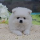 나눔펫 책임분양소 강아지분양 일산점 이미지