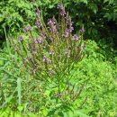 블루버베인 [Blue vervain, 버베나하스타타, 미국마편초] 이미지