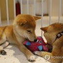 CATS TIME CAFE 연합뉴스