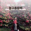 동백 | 볼고롱동백 제주도 동백꽃 명소 후기, 개화시기·입장료·포토존