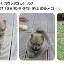 펫샵아님...? 이미지