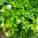 수국 Bigleaf hydrangea 이미지