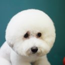 빵이펫살롱 이미지