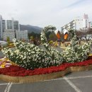 통도사 국화축제 이미지