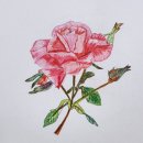 꽃그림 색연필화 이미지