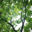 뒷골옛집 이미지