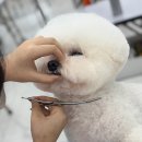 앙볼리 이미지
