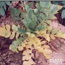 무 주요 병(발생환경/증상/방제/농약) - 中편