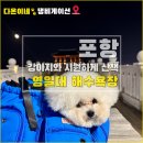 두호동 두무치 | 포항 애견동반 여행 - 강아지랑 영일대 해수욕장 &amp; 영일교 산책코스 후기