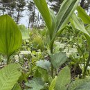 거창 항노화 힐링랜드 자연휴양림 이미지