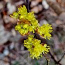 산수유꽃길로 이미지