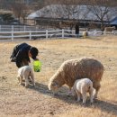 연두목장 이미지