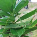 황금이삭 이미지