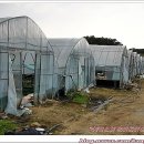 채원농장 이미지