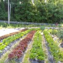 등골농장 이미지