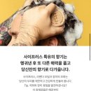 [구매후기]러쉬 프레쉬 세일 오프라인 구매 대성공