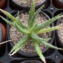 알로하이 이미지