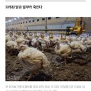 닭달치킨 이미지