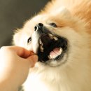 포스탠다드
