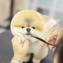 웰니스 펫뷰티 이미지