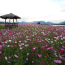 코스모스여화 이미지