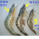 대하 이미지