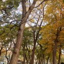 거제옥산숲 이미지