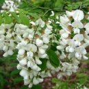 아카시아 이미지