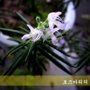 로즈마리차의 효능 이미지