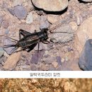 가을 곤충들의 울음소리 들어보세요. 이미지