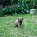 꼬꼬마 강아지 이미지