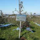 신장리사과마을 | 禮山旅行(18): 사과마을
