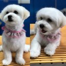 럭셔리 펫 이미지