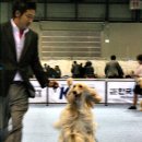 퍼피프린스 이미지