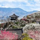 🌺광양국제매화축제♧구례산수유꽃축제♧/화개장터2025.3.15 이미지