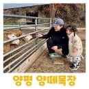 아이랑 가평 양평 가볼만한 곳 양떼목장 후기 주차장 정보