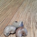 캐슈넛 (cashew nut) 이미지
