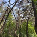 다솔사 | 다솔사 가는 길 산책후기 - 진주 근교 드라이브 가볼만한 곳