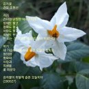 감자꽃 티스토리
