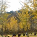 홍천은행나무숲,만경대,속초여행 이미지