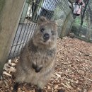 한 여름의 크리스마스 🇦🇺 🎄🐨🦘