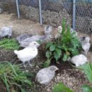 서열농장 이미지