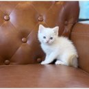 즐거운 강아지 이미지