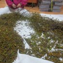 진달래농장 이미지