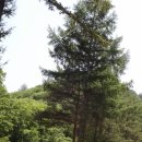 통고산자연휴양림 이미지