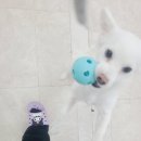 댕댕가르텐 강아지애견유치원호텔 이미지