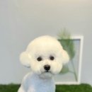 더 귀엽개 이미지