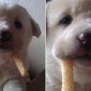 귀여워, 댕댕이 이미지